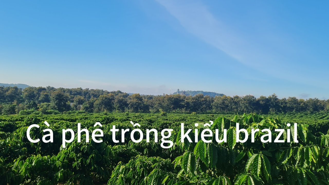 Trồng cà phê kiểu brazil, đình trường coffee