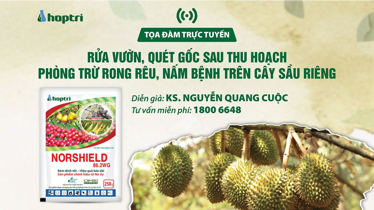 Tọa đàm trực tuyến: Rửa vườn quét gốc sau thu hoạch. Phòng trừ rong rêu, nấm bệnh trên cây sầu riêng