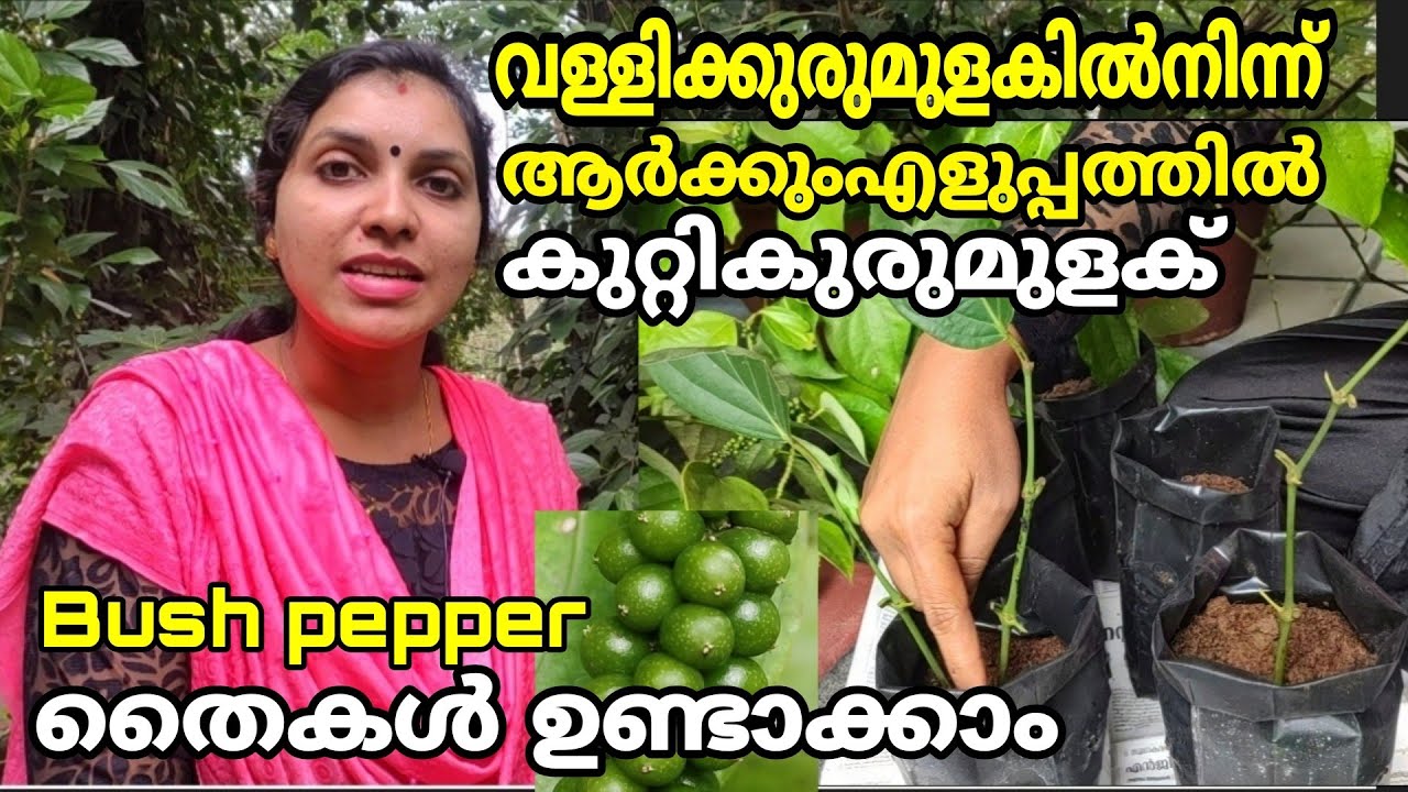 വള്ളികുരുമുളകിൽനിന്ന്‌ ആർക്കുംഎളുപ്പം കുറ്റികുരുമുളക്ഉണ്ടാക്കാം|Bush pepper propagation easy method.