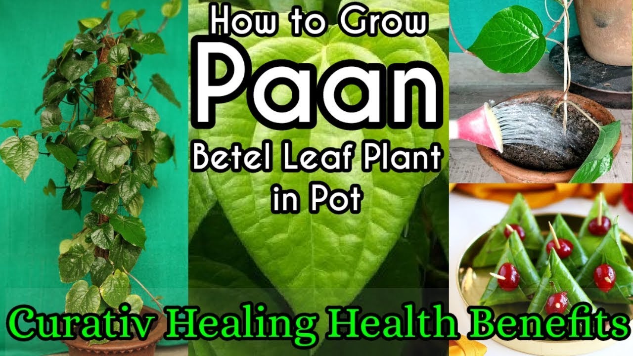 How To Grow Paan / Betel leaf Plant In Pot. Complete Growing Guide. And Health Benefits.
