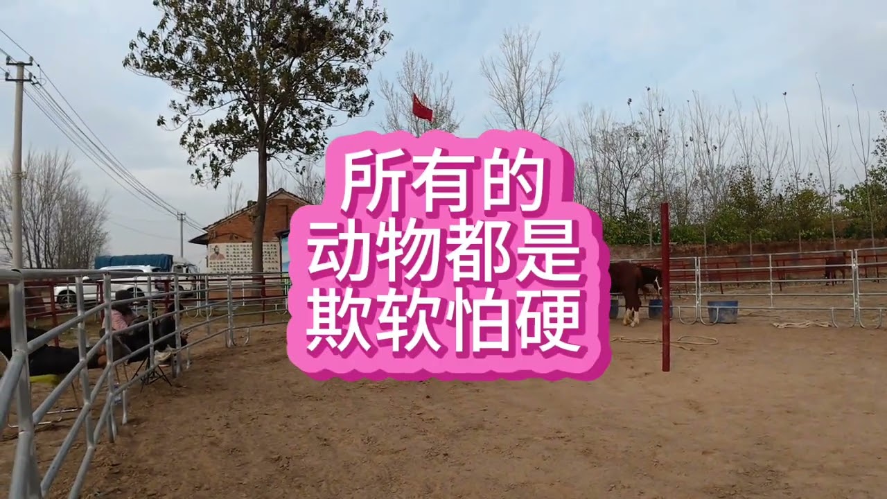 再次提醒一下善良的同胞，我们善良是很好的品德，但善良要给对人 #河南驯马小伙骑士威 #易明马道 #中国人的驭马之道 #以柔克刚驯马法 #传播中国马文化