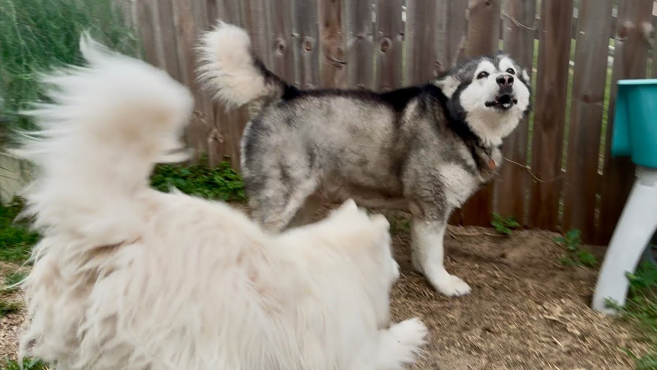 Giant Malamute Guards His Buried Treasure From Husky! #alaskanmalamute #husky
