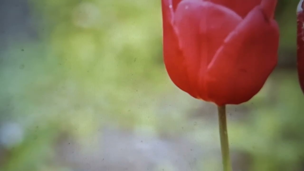 EM JESUS CRISTO SOMOS MAIS QUE VENCEDORES, POR MEIO DAQUELE QUE NOS AMOU, O SENHOR DEUS. AMÉM.