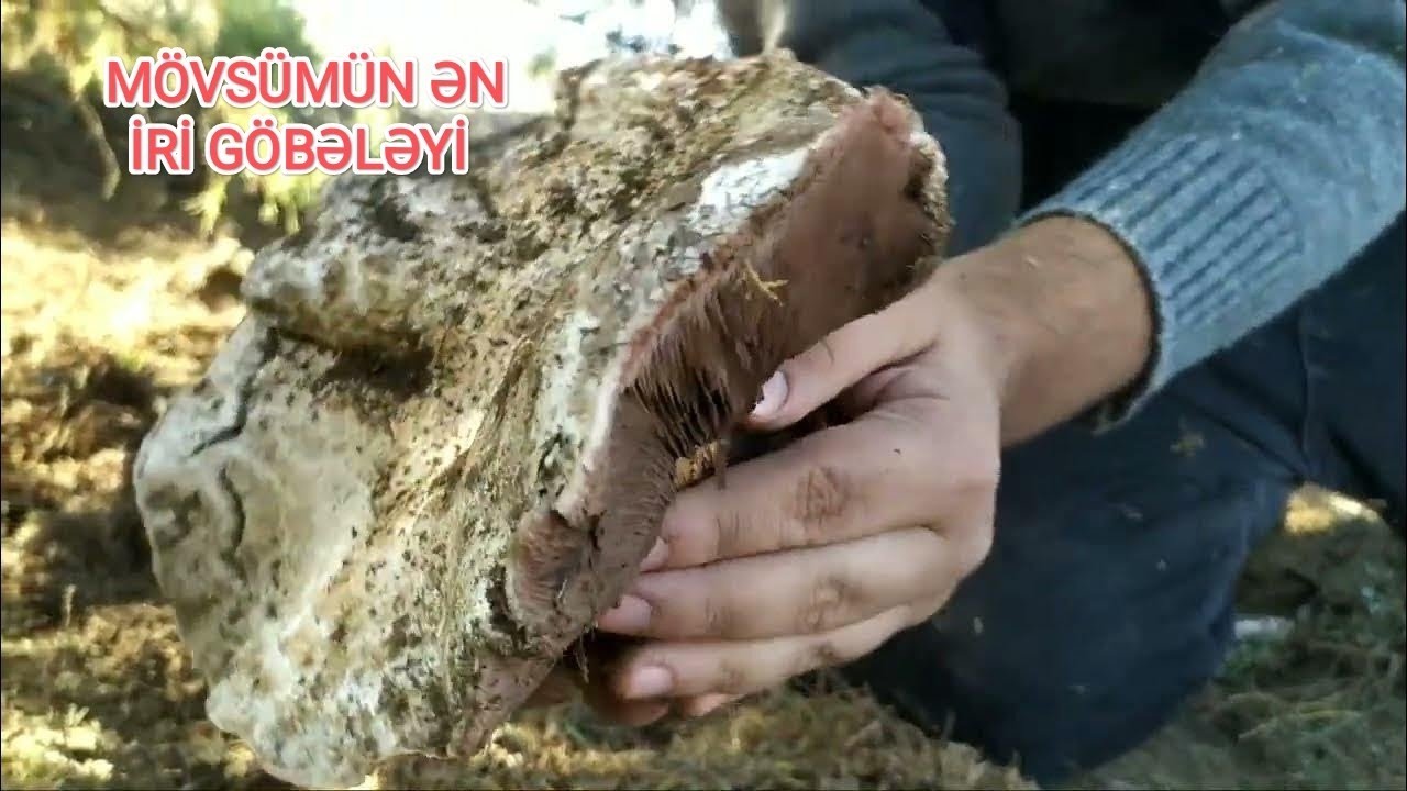 İNANILMAZ SAYDA TƏBİİ GÖBƏLƏK / Bir ağaç altından 58 ədəd GÖBƏLƏK  17.11.2022