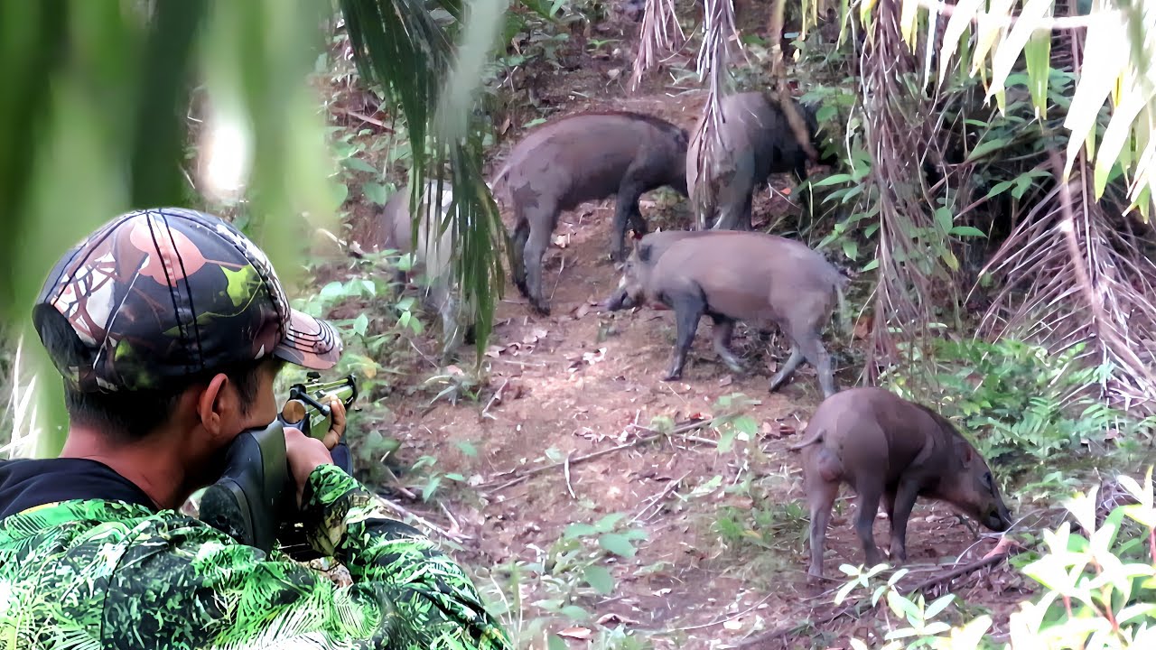 GILAA‼️FULL1HARI BERBURU GEROMBOLAN BABI HUTAN😱😱UNIT ANDALAN BANGUN DARI TIDUR,PASOPATI POIN MONSTER
