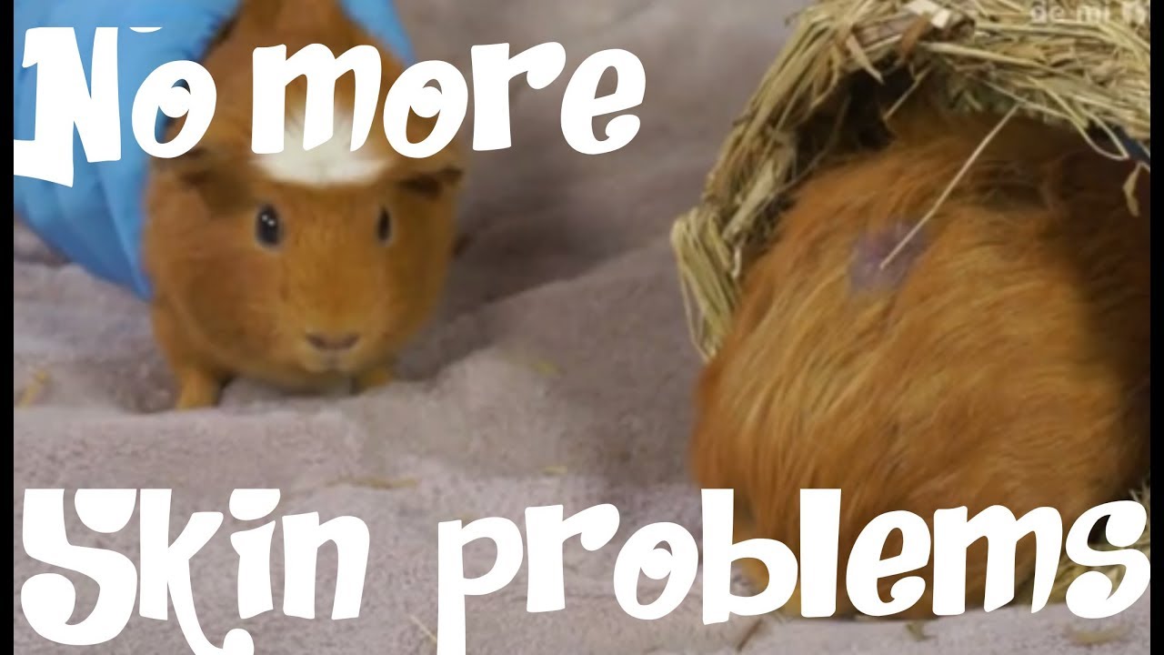 Guinea pig,  Guinea pig skin problems
