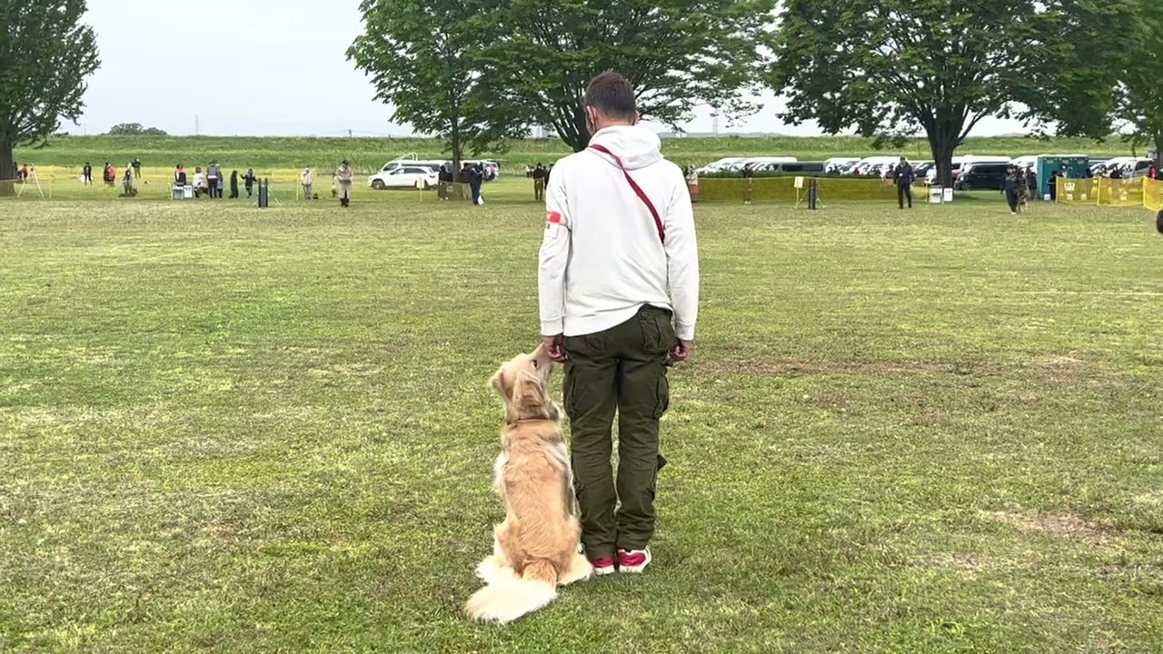 2023/4/22 JKC本部春季訓練競技会　初等科　ゴールデンのベイリーちゃん
