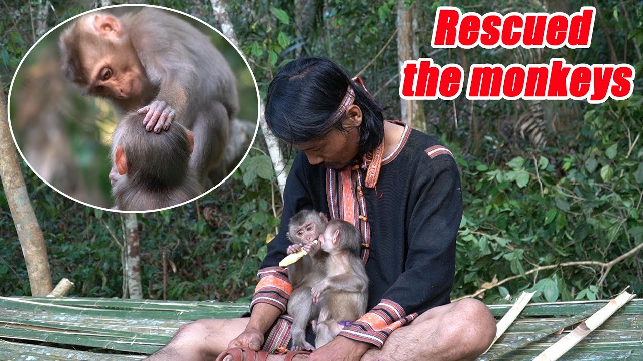 Rescued  Baby  Monkey Lucy From The Hunter  • Giải Cứu Khỉ Con Và Dựng Nhà Trong Rừng - P5