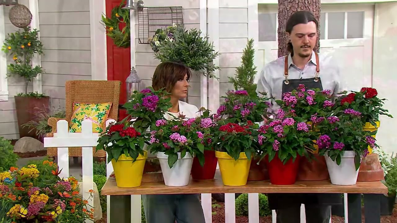 Roberta's 6-piece Graffiti Pentas Plant Collection on QVC