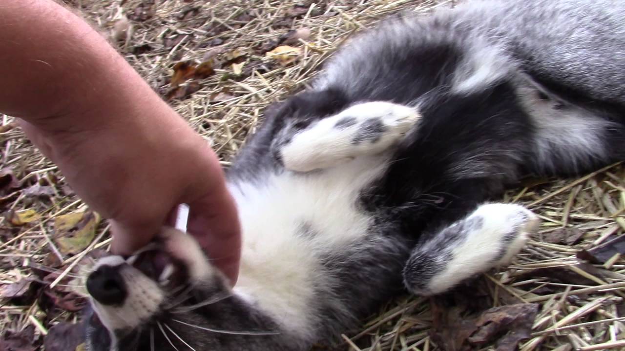 Snaggletoof fops