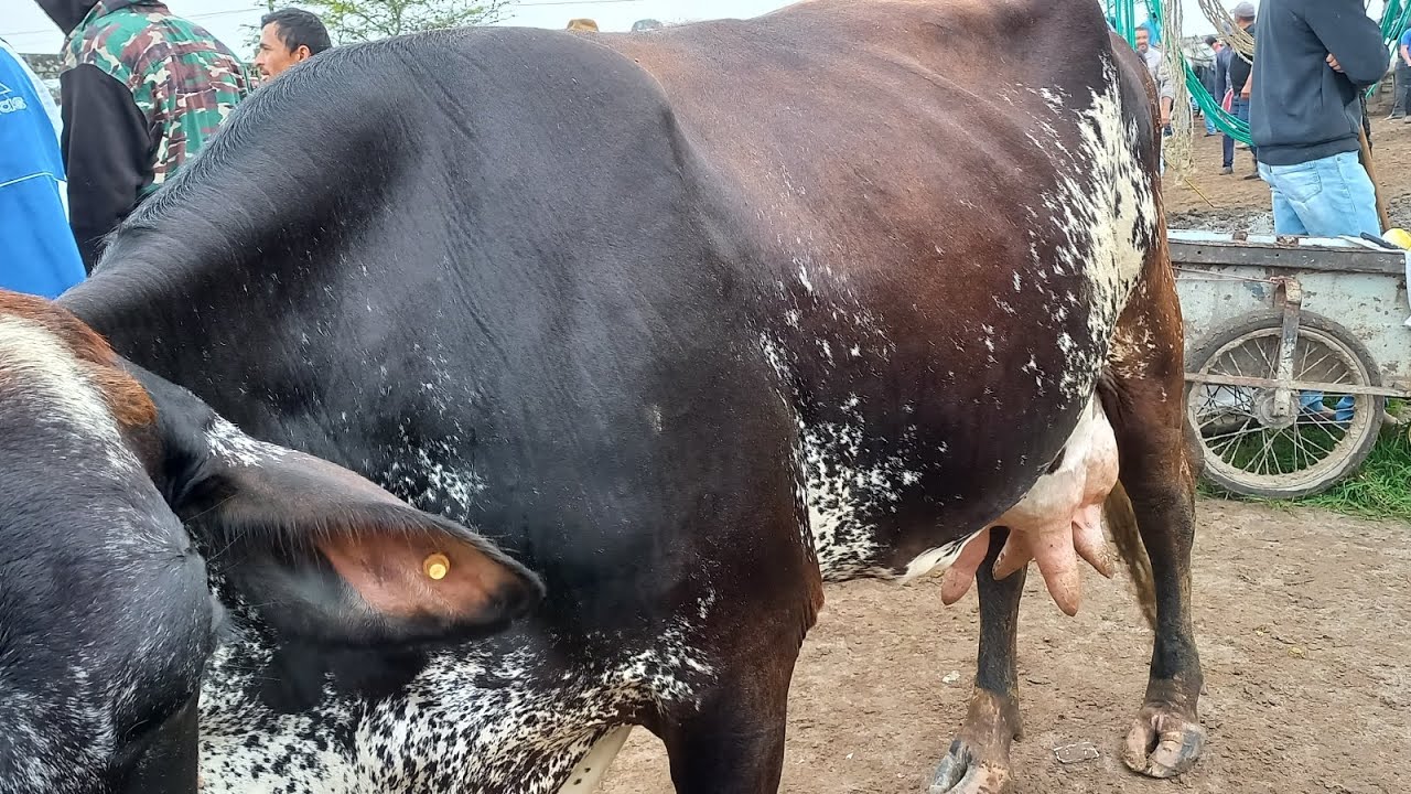 feiras das vacas leiteiras 28Litros capoeiras Pe.09/08/24