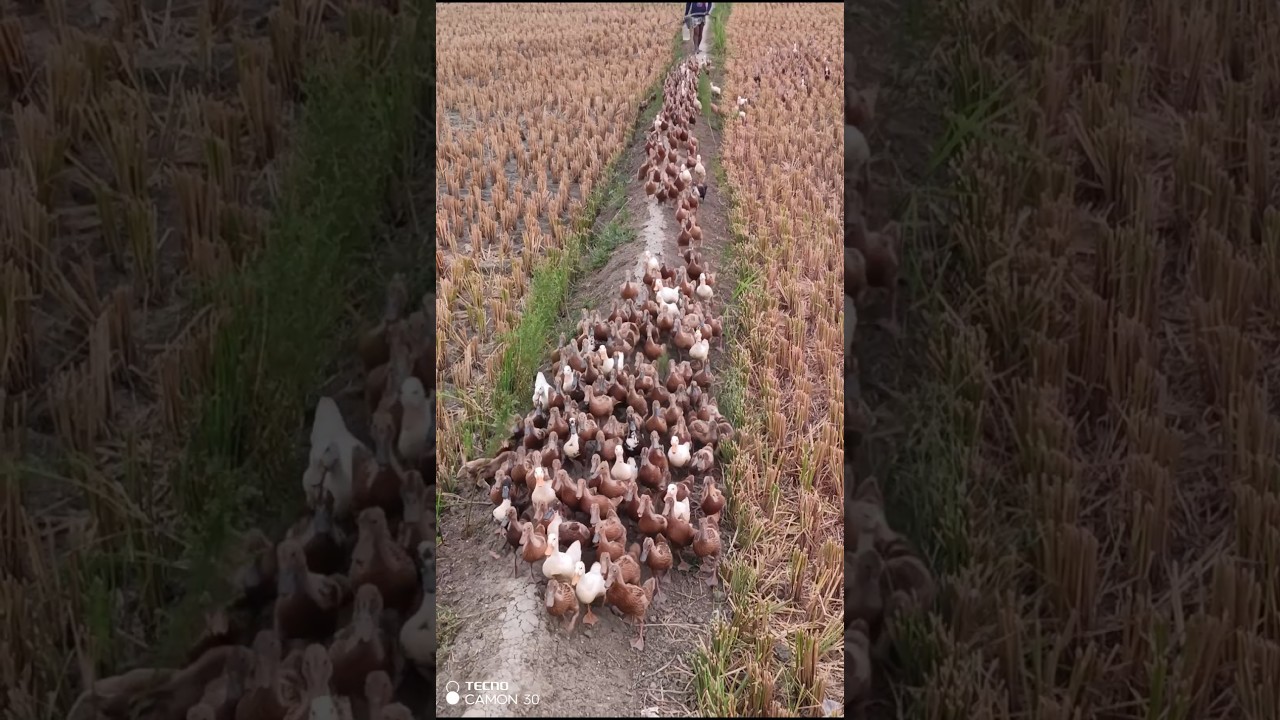 The ducks are drinking water from the river #duck #drinkingwater #river