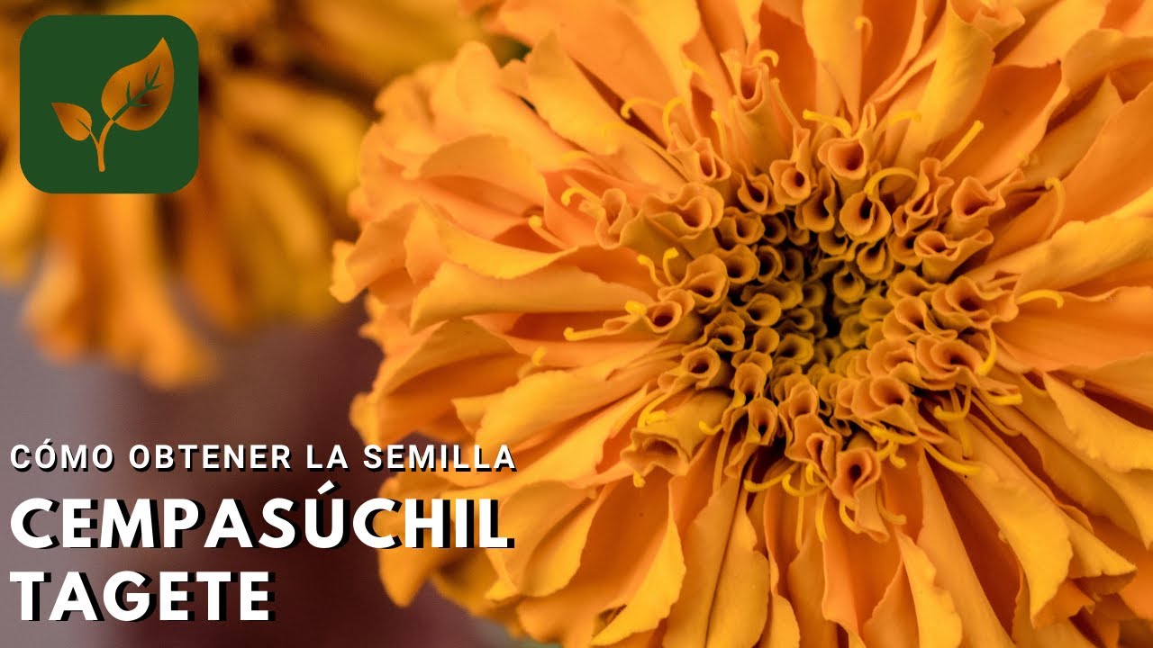 CÓMO OBTENER LA SEMILLA DEL CEMPASÚCHIL o TAGETE o MARIGOLD