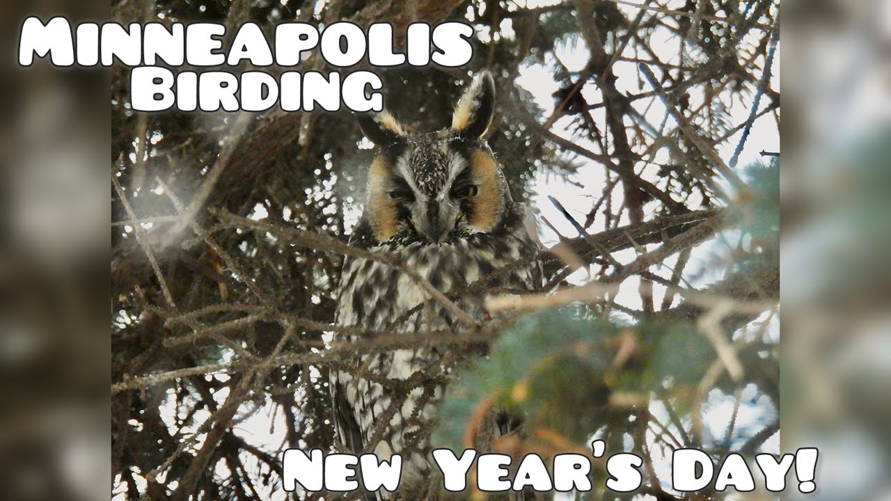 Day One of My Birding Big Year | No Sleep | Bird Watching