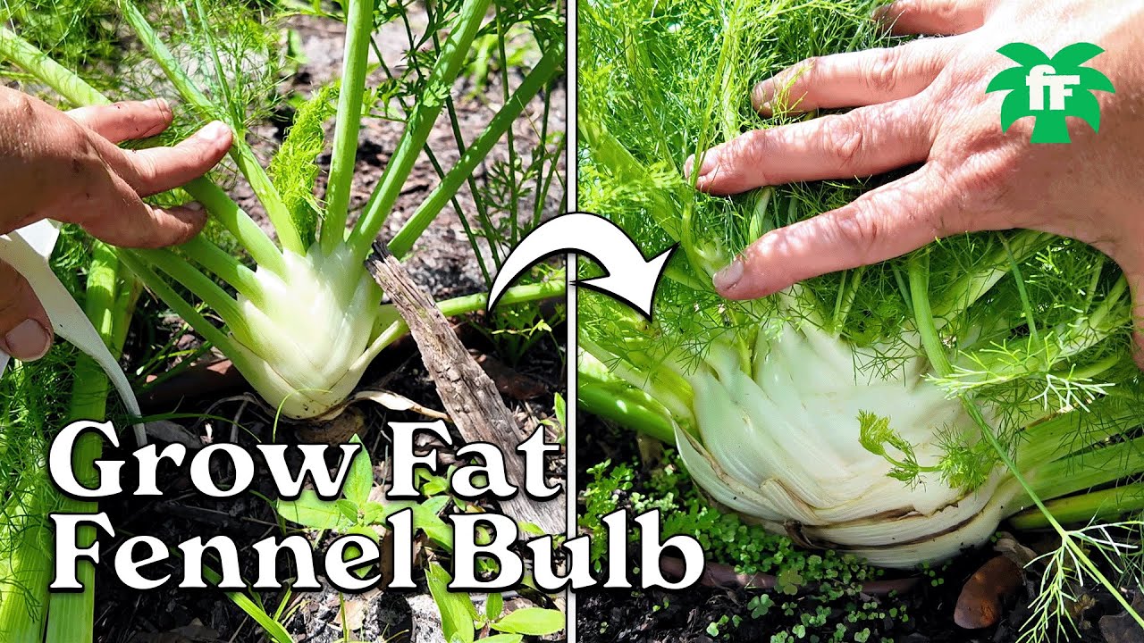 Ultimate Guide to Growing Fennel Bulb