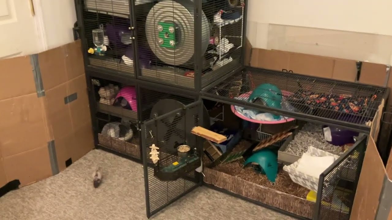 Rat Quad Critter Nation Cage Tour (2x DCN)