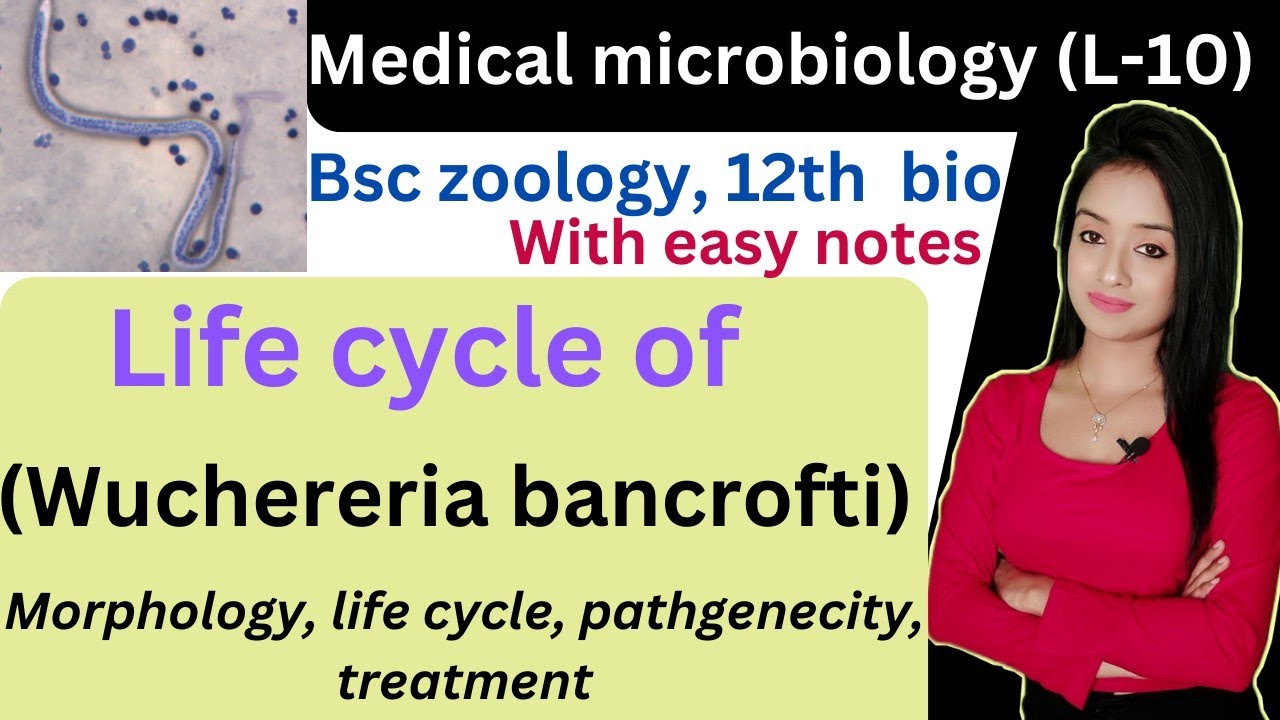 Medical microbiology (L-10), Wuchereria bancrofti life cycle, bsc zoology 3rd year, knowledge adda