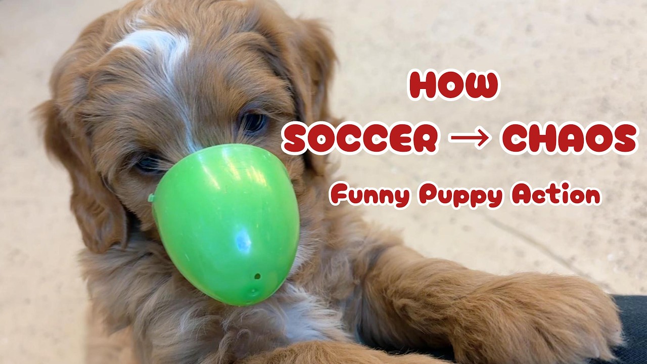 From Puppy Soccer to Puppy Wrestling… That Escalated Quickly! | Puppy life | minigoldendoodle pups