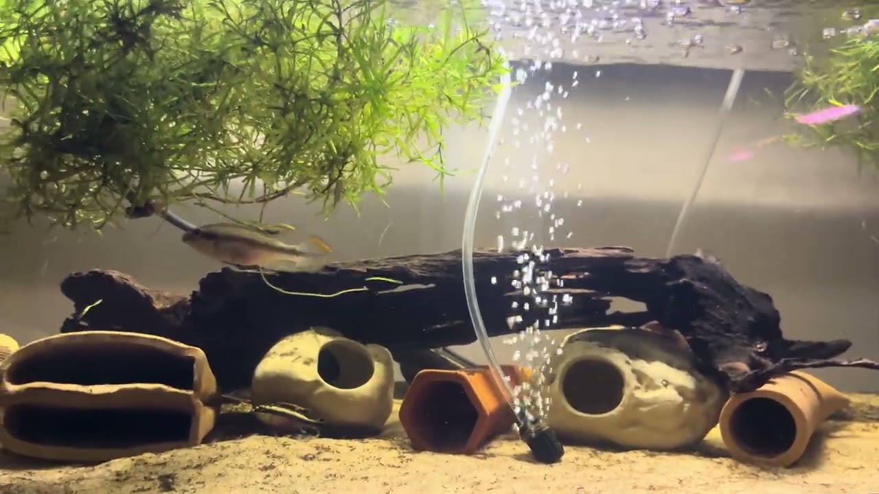 Rainbow Kribensis Cichlid Spawn!! 50+ Fry!!