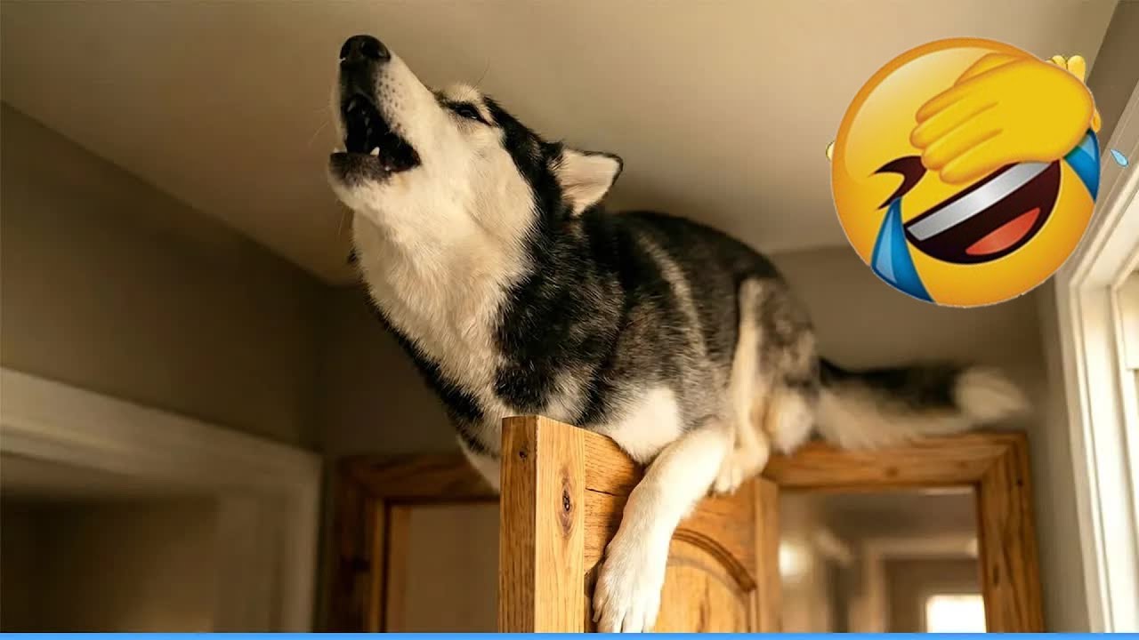Animals Catch Humans by Surprise in the Funniest Ways 🤪 Funny Animal Videos 2026 🦸‍♀️#funnycatsdogs