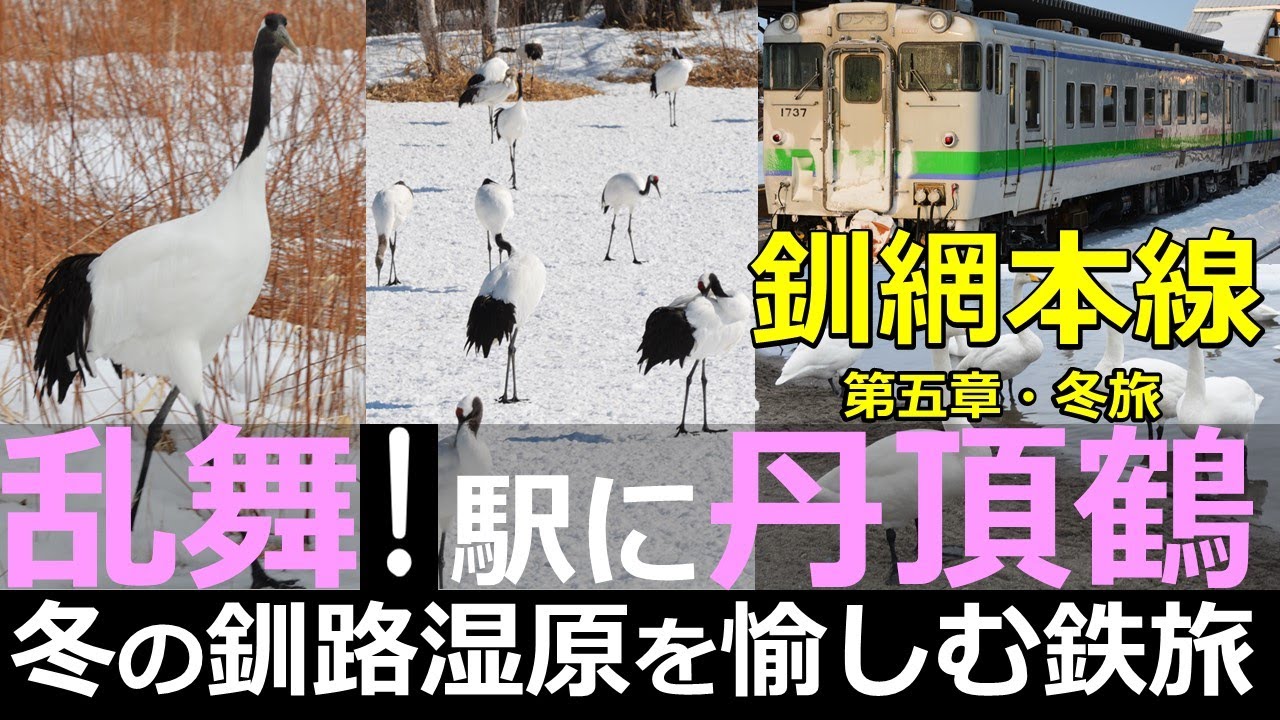【釧網本線5】乱舞！駅に丹頂鶴！冬の釧路湿原を愉しむ鉄旅
