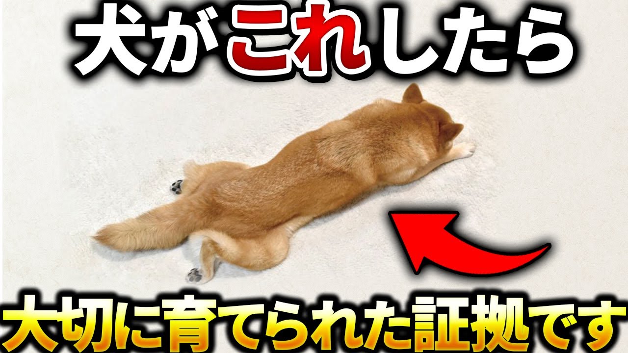 【9割が知らない真実…】大切に育てられた犬がする仕草７選