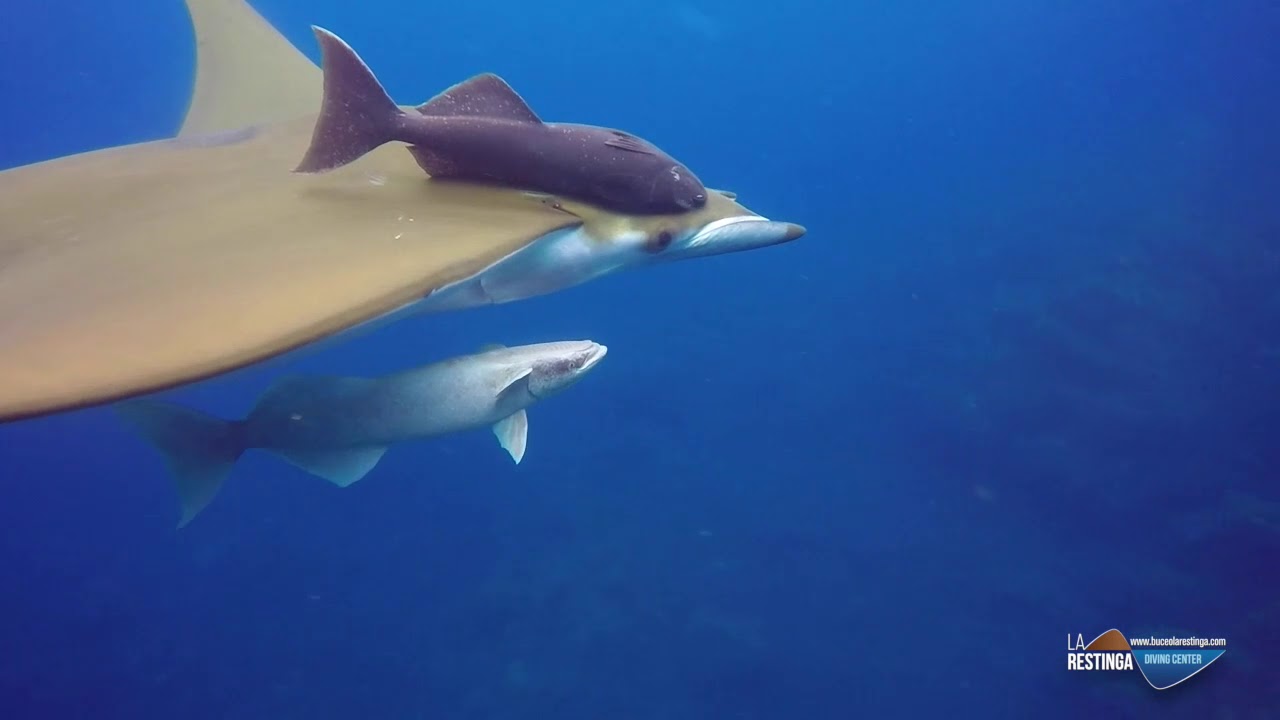 BUCEO LA RESTINGA 2018