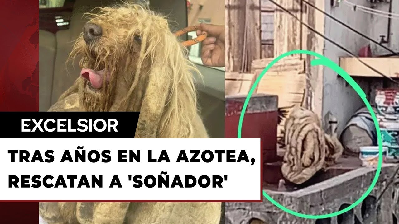 Tras años en la azotea, rescatan a 'Soñador', un perro que vivía en total abandono