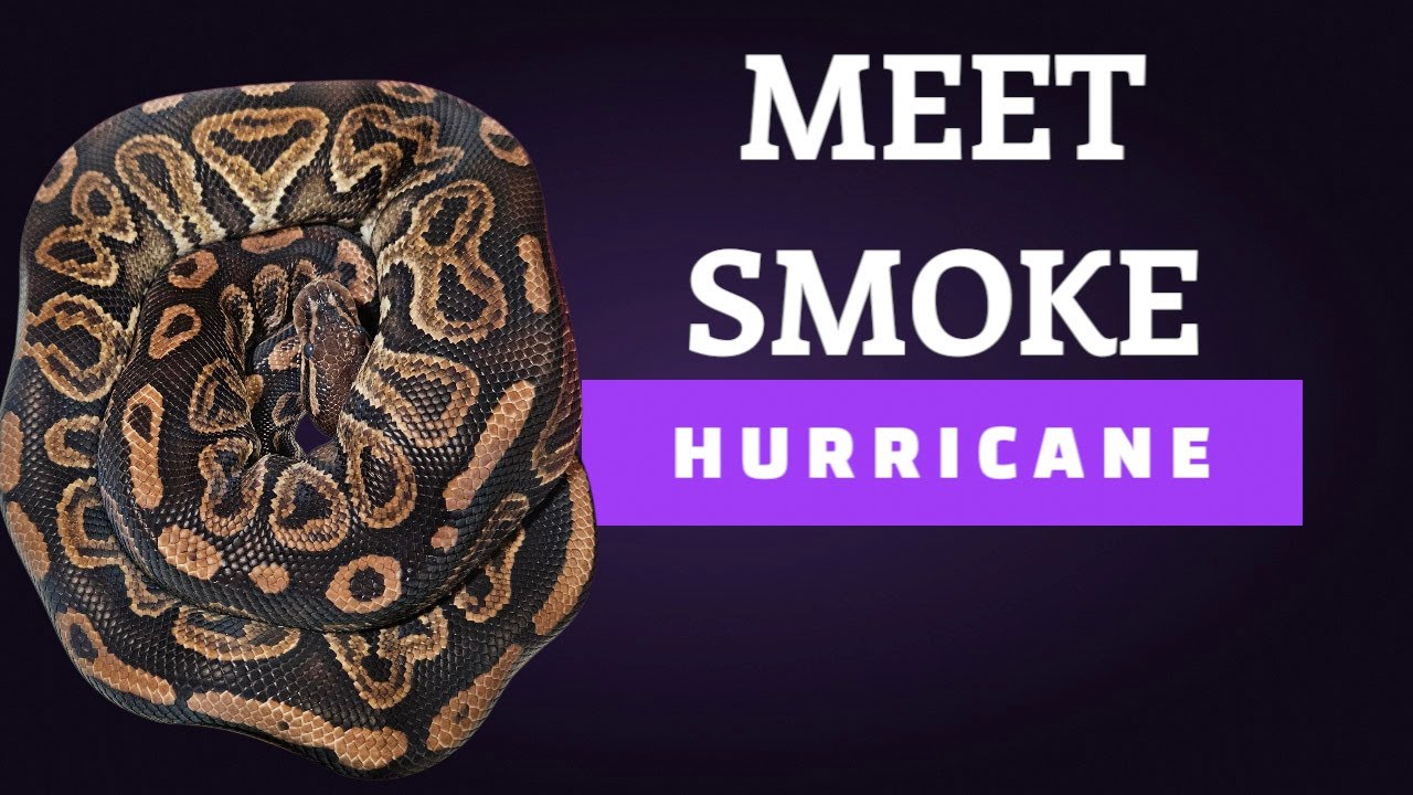 SnakePrinceVlogs: MEET SMOKE (HURRICANE)