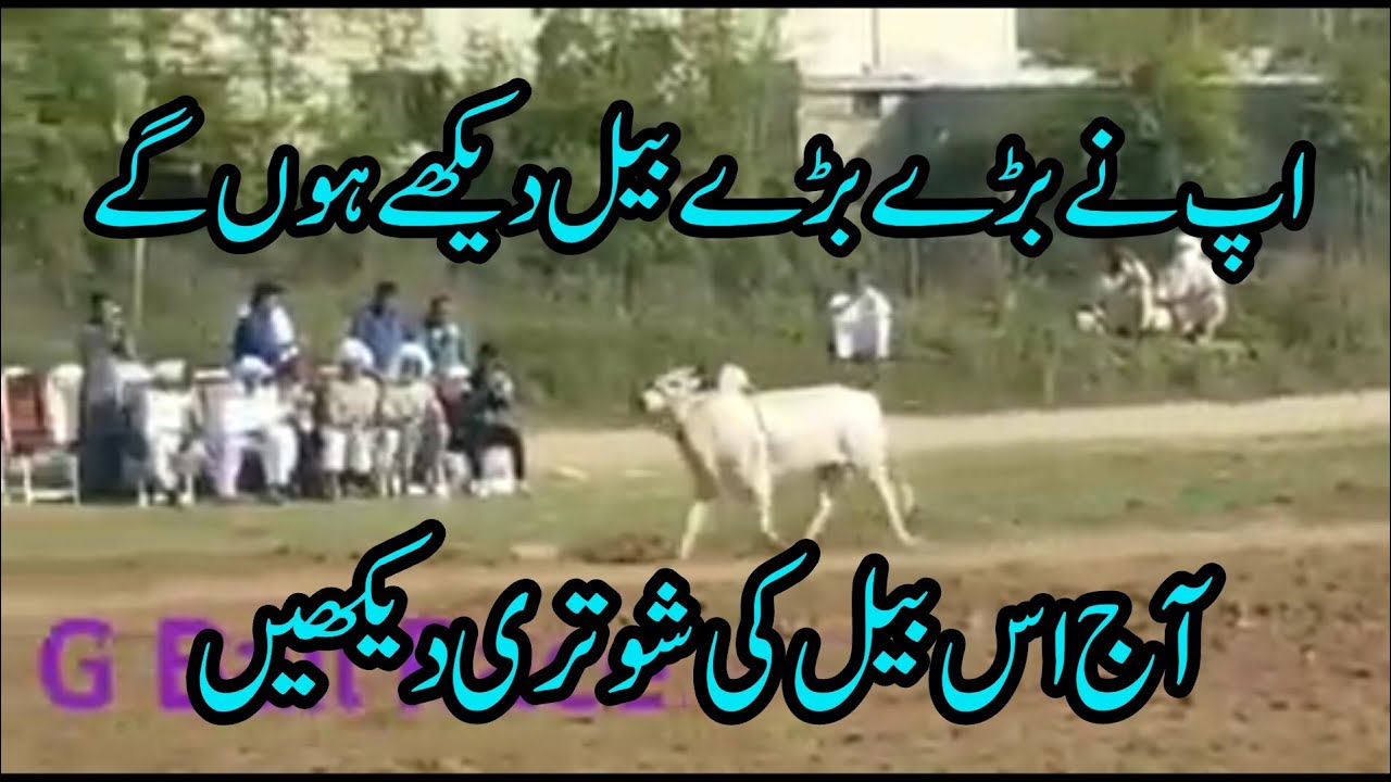 ماشاءاللہ جی اج دا میلہ شوتری بیل ویڈیو پوری دیکھیں