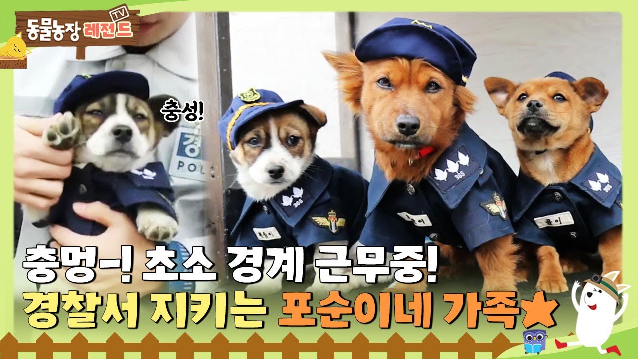 [TV 동물농장 레전드/SUB] 충멍-!🐶초소 경계 근무중! 👩&zwj;✈️경찰서 지키는 포순이 가족👨&zwj;✈️ #TV동물농장 #AnimalFarm #SBSstory