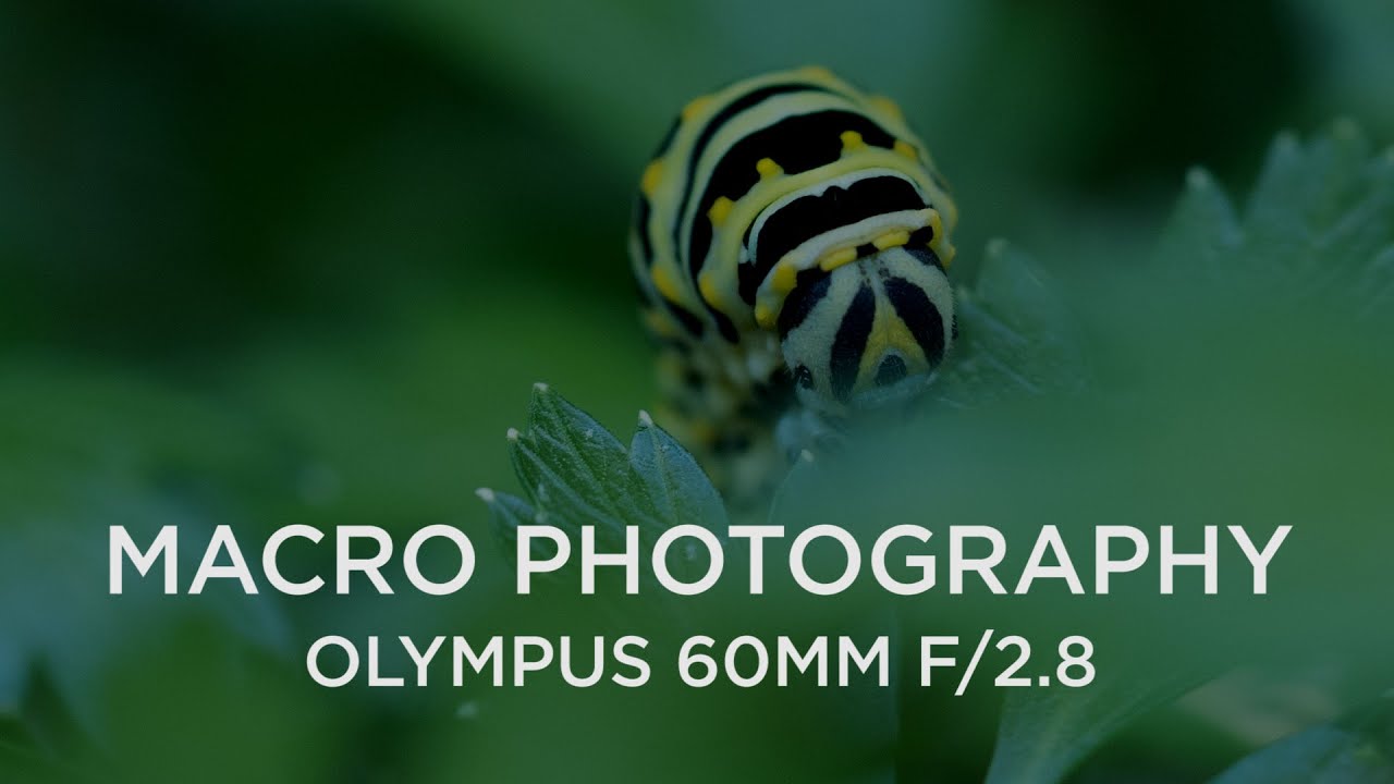 Макросъемка с помощью объектива Olympus 60mm f/2.8
