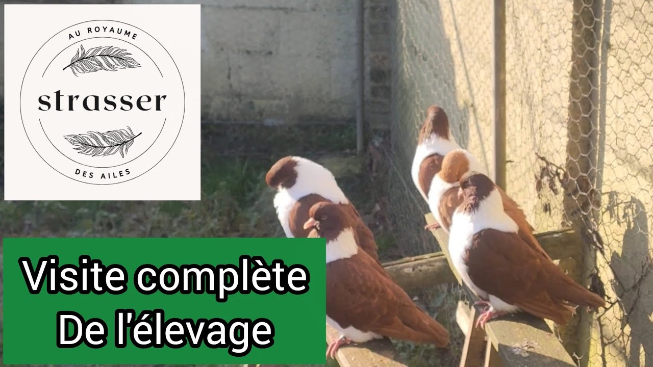Visite complète de l’élevage 🕊️ | Premières couvaisons de pigeons Strasser !