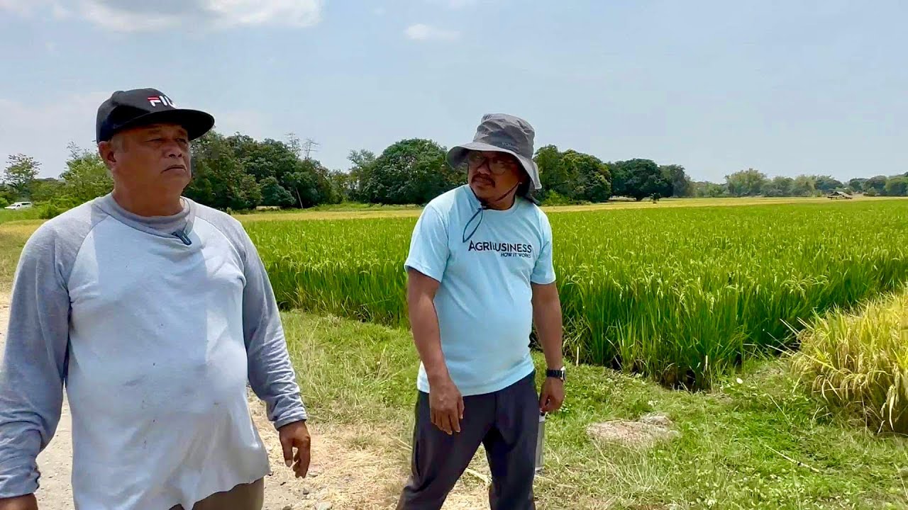 New farmer, 2 Million kinita sa palay ngayon! Low inputs, high yield, mataas pa presyo ng palay