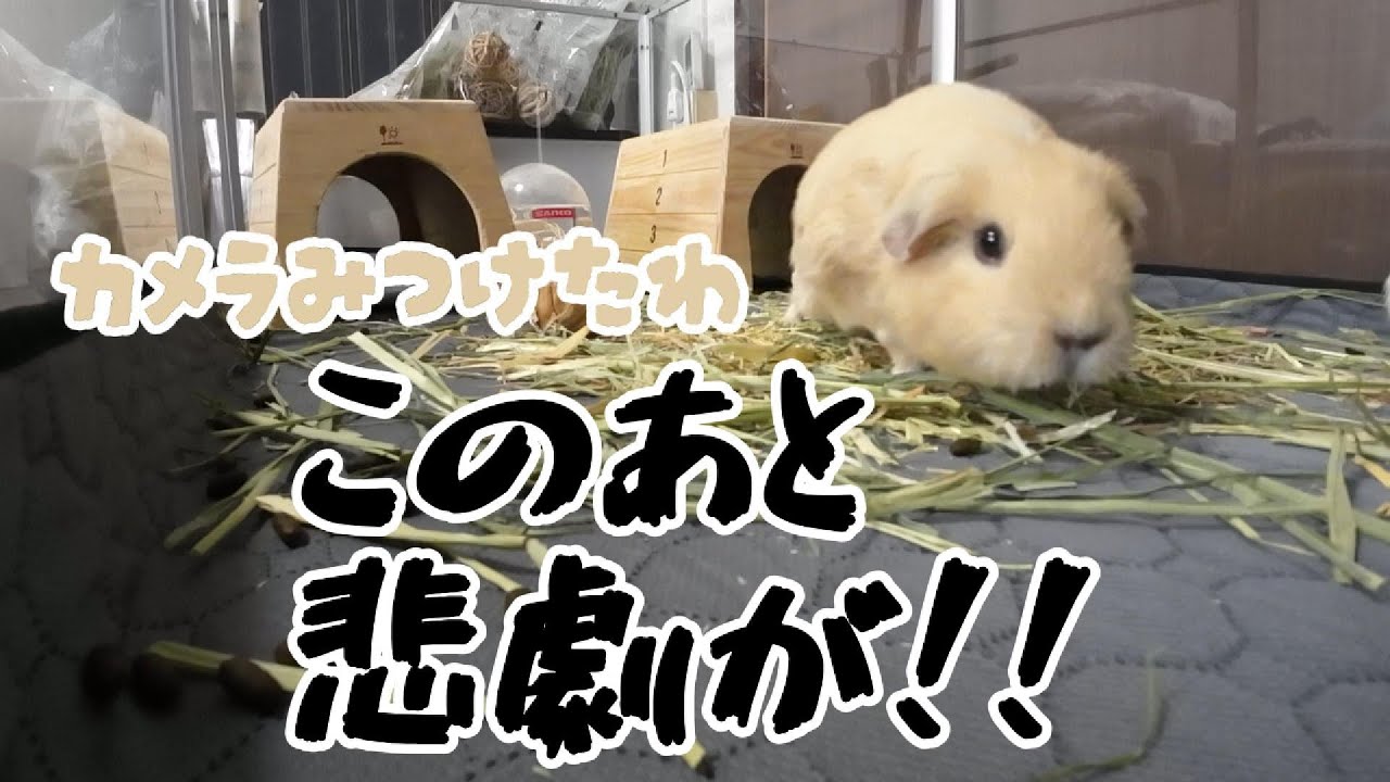 【悲劇】我が家のモルモットのお留守番を撮影してみました