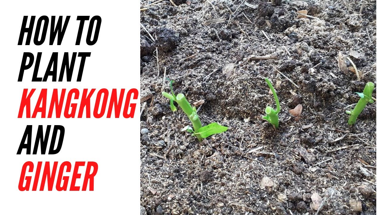How we planted more organic ginger  plus water spinach (Kangkong) in our backyard (Raw Video)