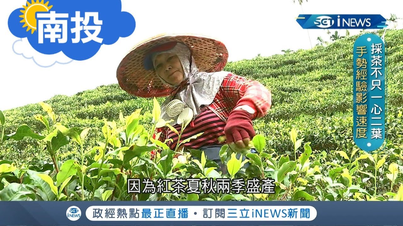 《南投》採茶眉角多 秘密武器刀片拚速度 一斤茶葉揉稔2小時