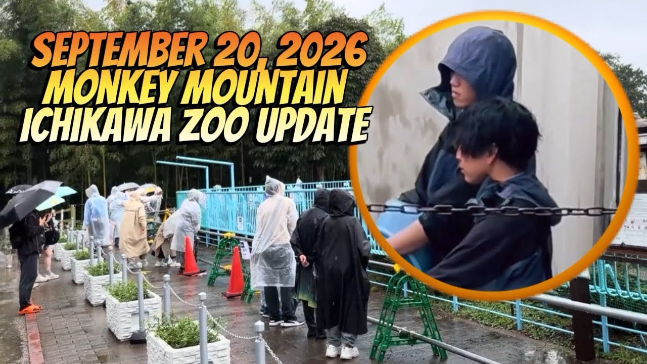Monkey Mountain Update Rainy Day Feeding Routine with Two Papas #punch #zookeeper  #ichikawa #zoo