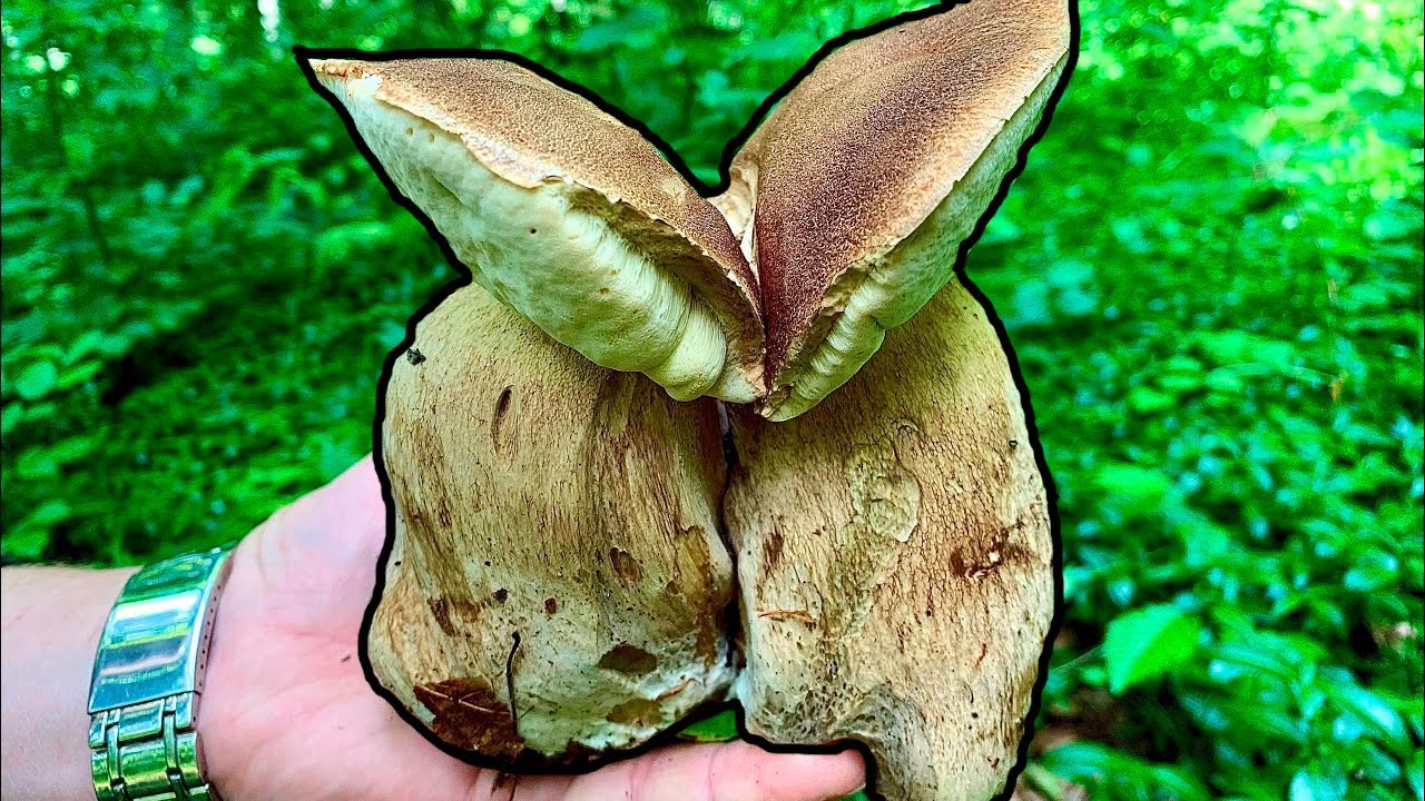 Grande Funghi Porcini Agosto - Boletus: Hrib, Birch Bolete, гриб - Grzyby