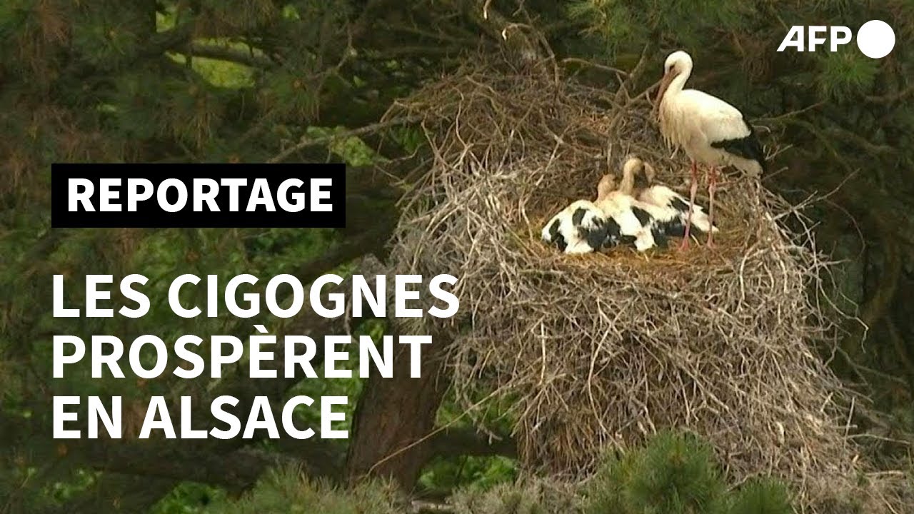 En Alsace, les cigognes plus nombreuses que jamais | AFP