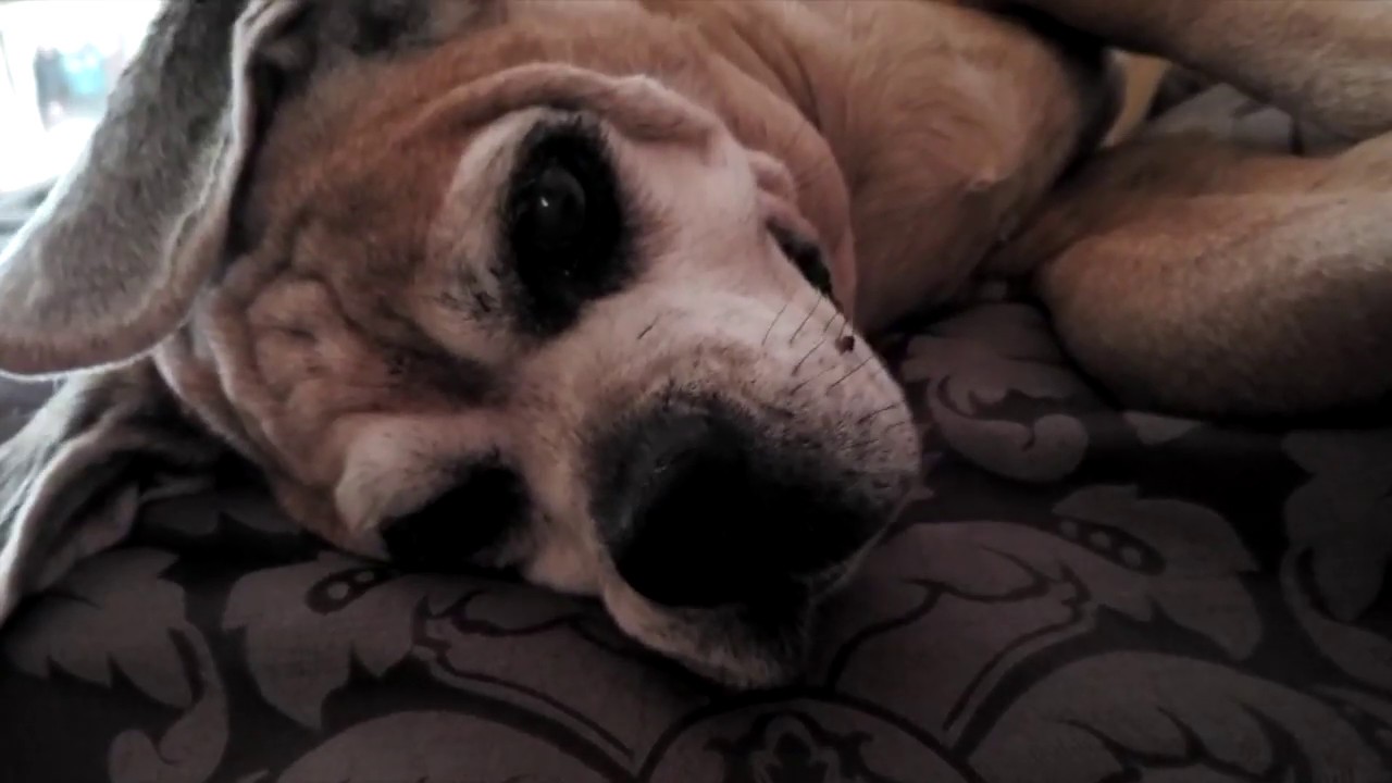 Jack the Puggle Compilation