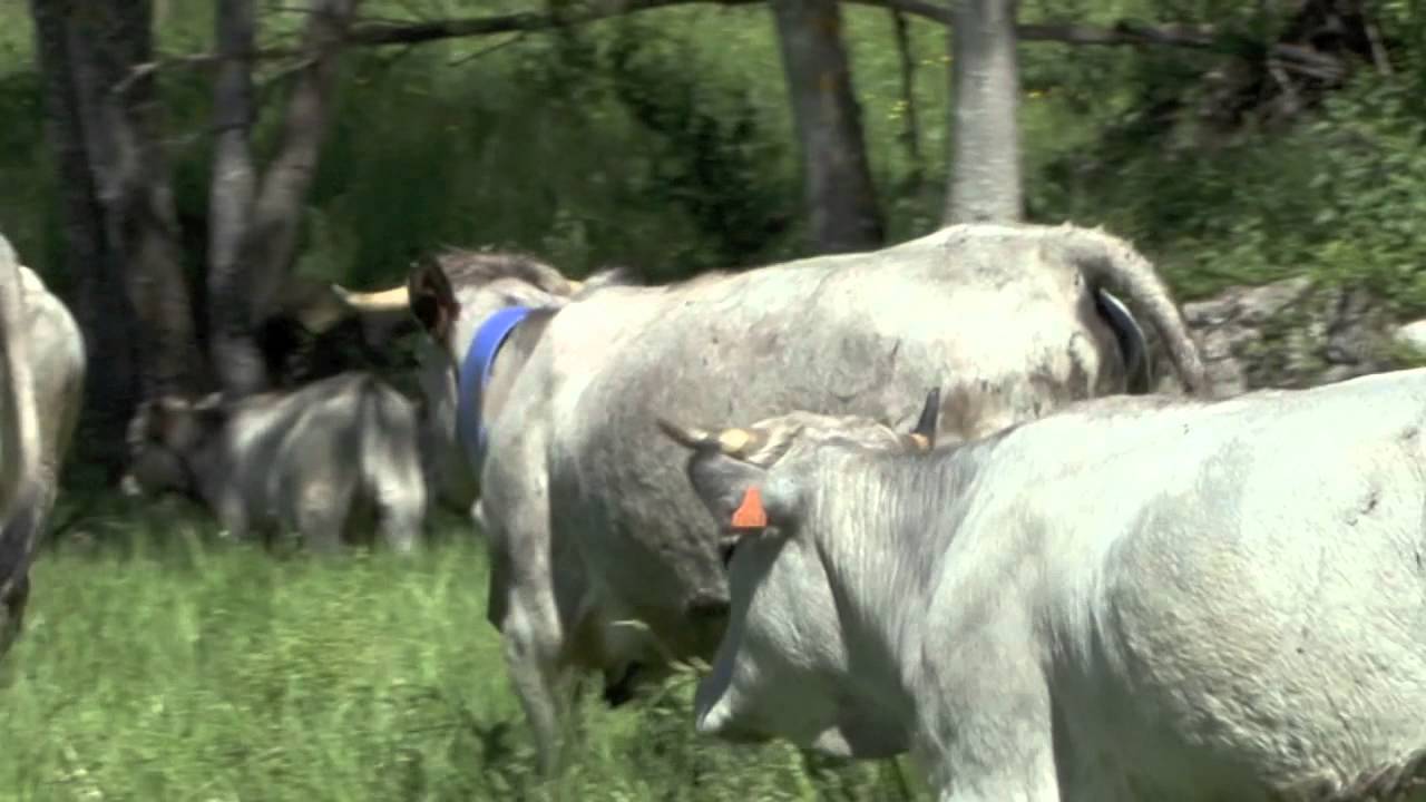 Préparation des vaches à l'estive avec la ferme du Quié à Verdun Ariège (09)