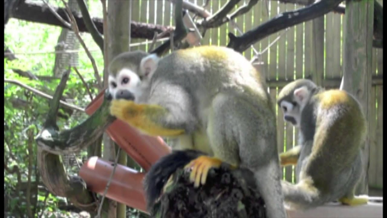 This Summer At Paradise Wildlife Park