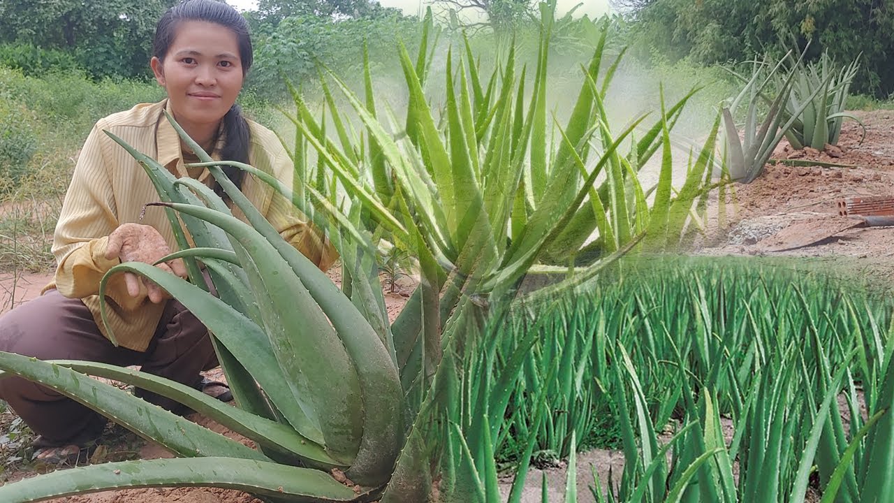 DIY Aloe Vera Planting at Home | Grow Big Aloe Fast How to Grow and Care for Big Aloe Vera Plants