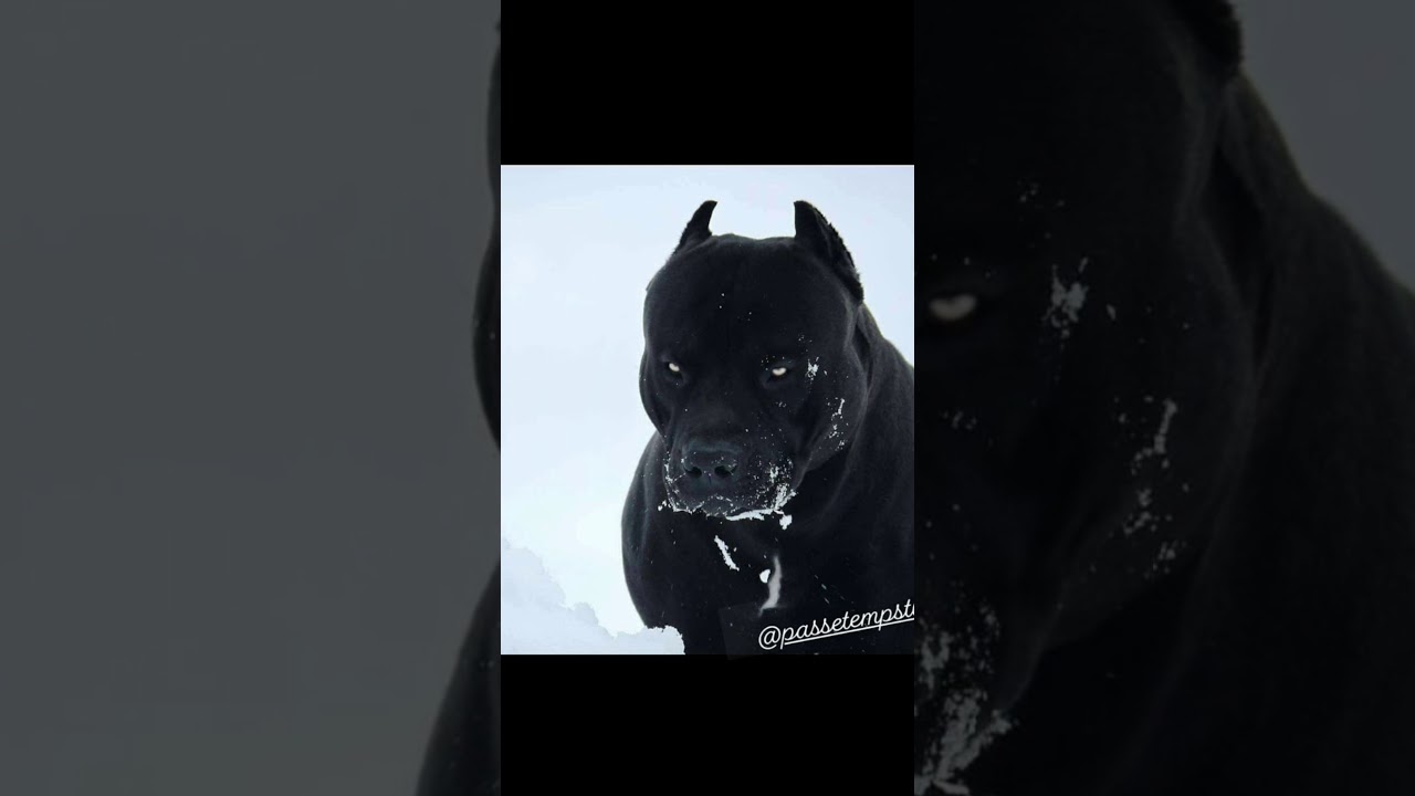 le zap de snap #2
