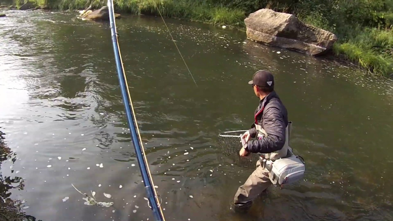 pesca do salm&atilde;o coho - Kenai Alaska