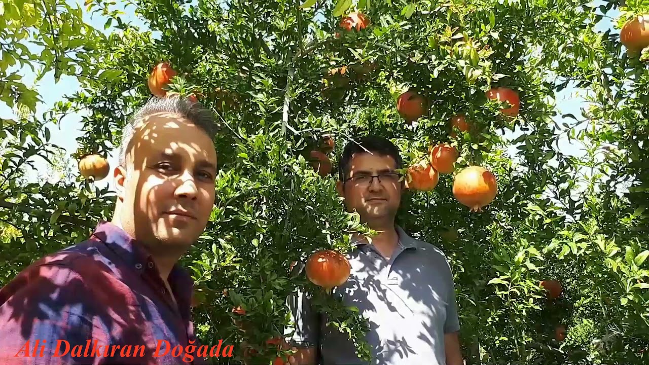 Kahramanmaraş Andırın Yeşilova Mahallesinde Hicaz Narı Yetiştiriciliği