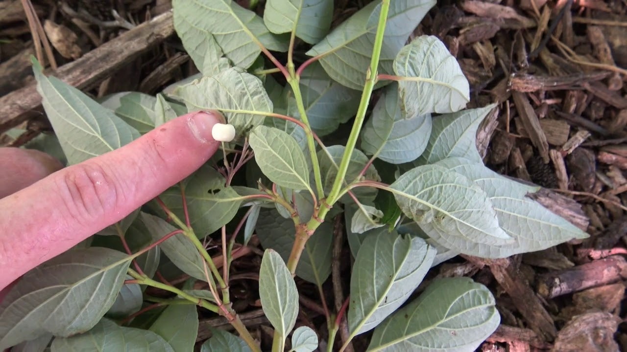 Identifying redosier dogwood