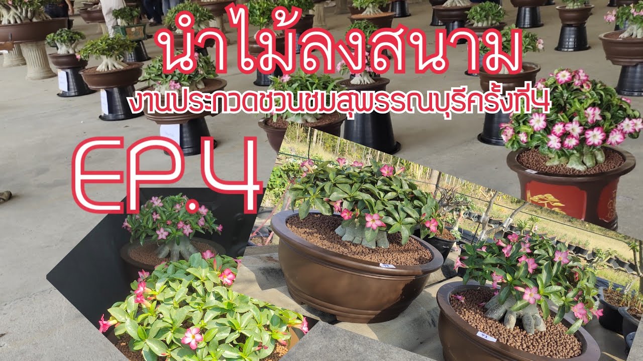 แนวทางการปั้นชวนชม สายพันธุ์ไทยโซโคทรานั่ม Ep.4