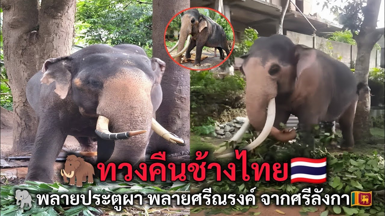 ทวงคืนช้างไทย พลายประตูผา พลายศรีณรงค์ จากศรีลังกา